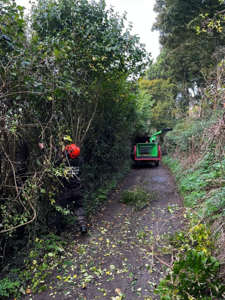 Where Can I Find Hedge Trimming in Kent?