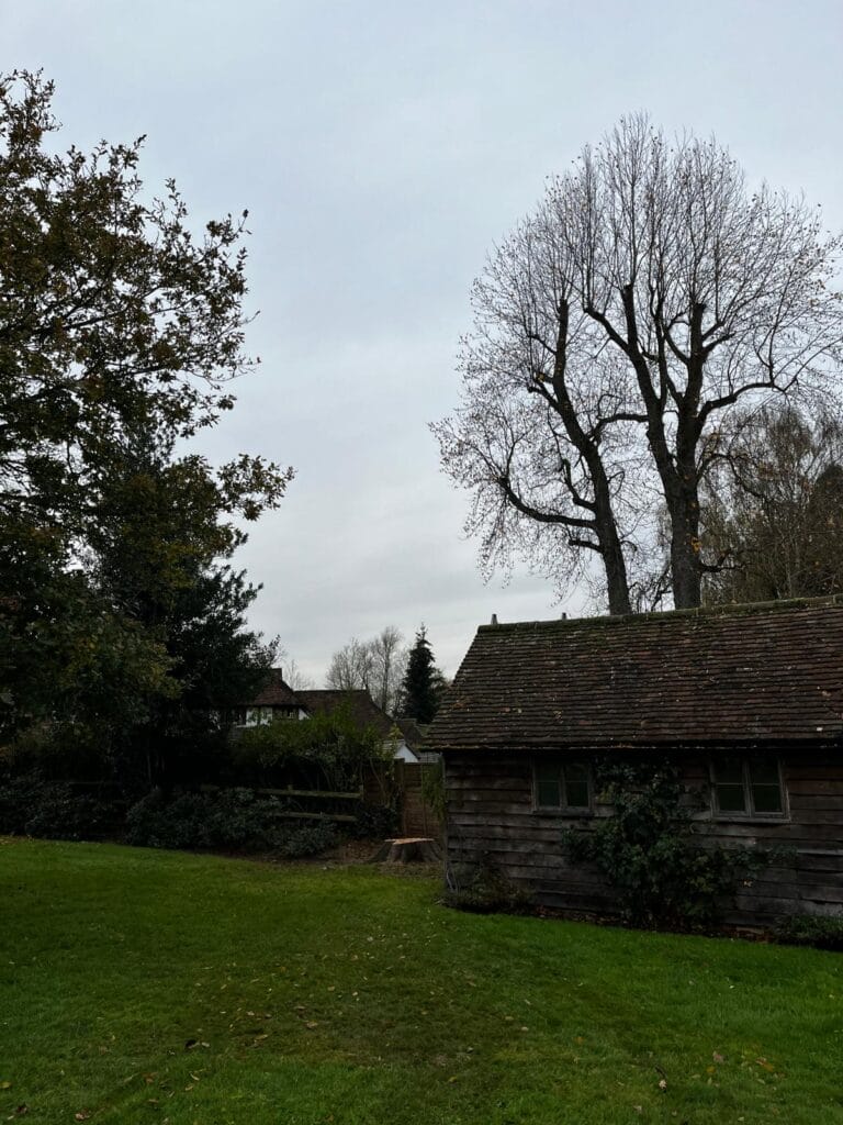 Tree removal in Kent