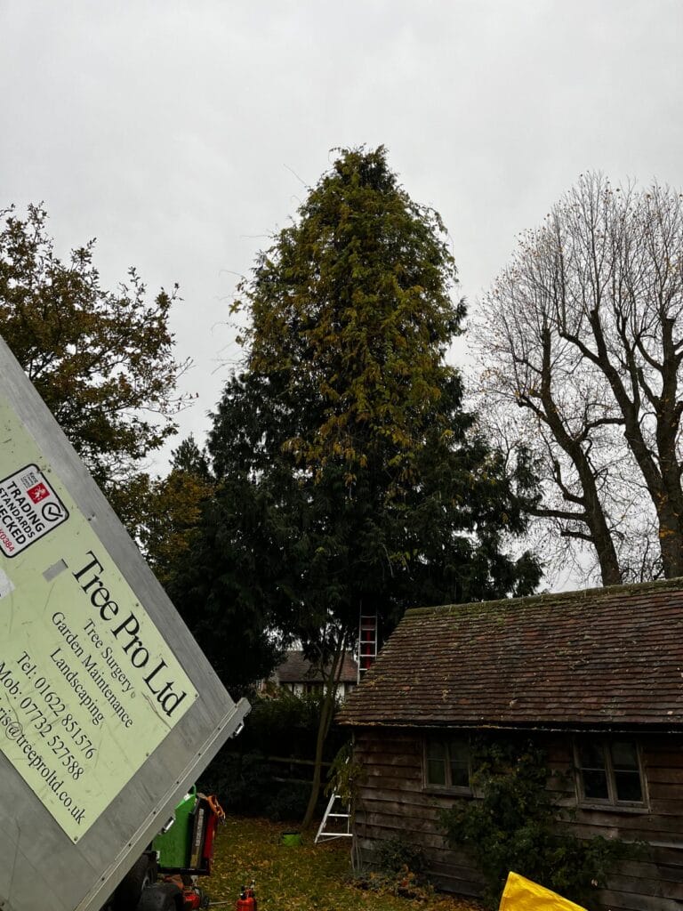 Tree removal in Smarden