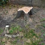 Stump Removal Services in Lenham