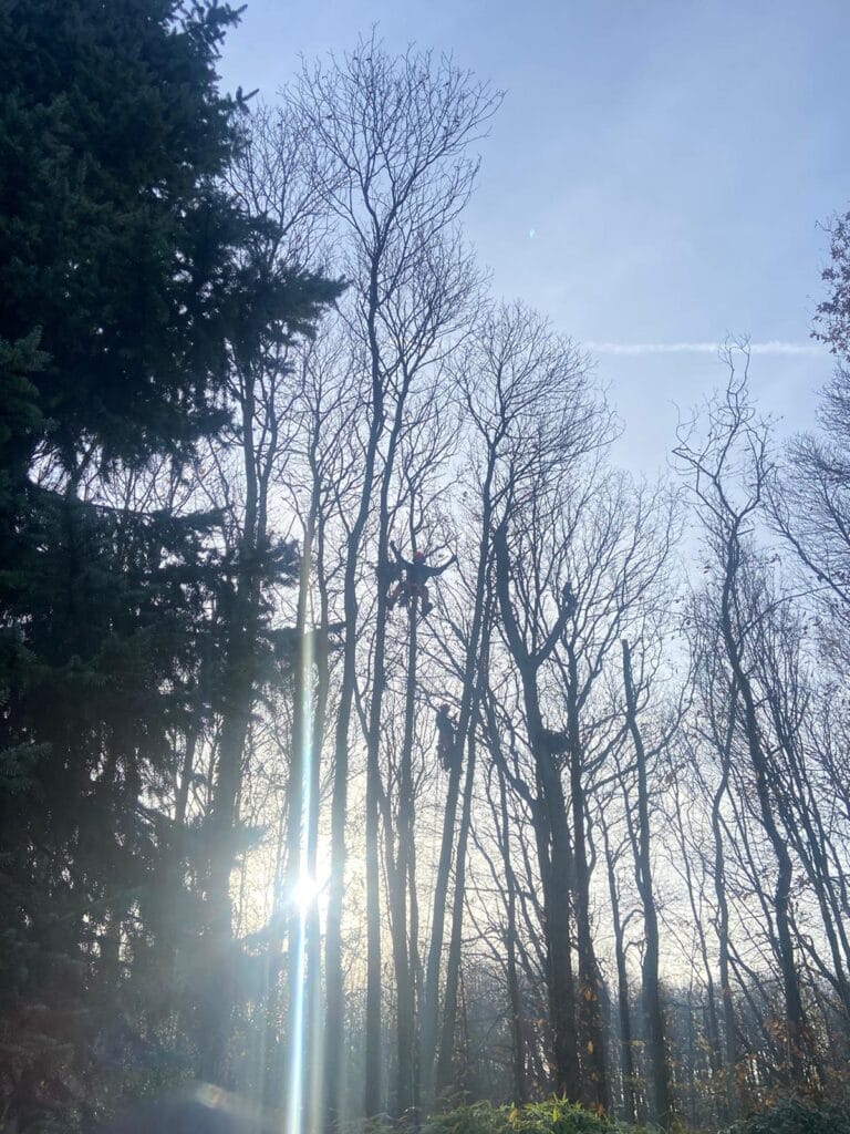 Professional Tree Surgeons Near Me