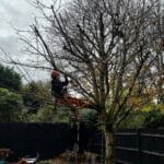 Tree Trimming in Harrietsham