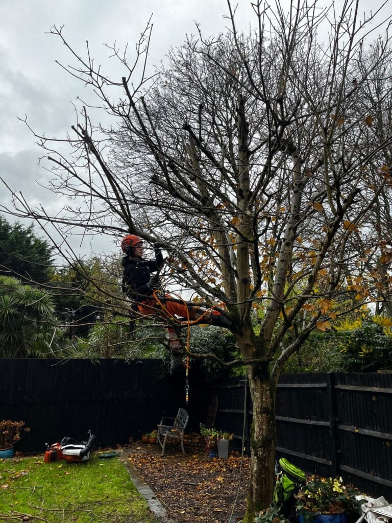 Tree Trimming in Harrietsham