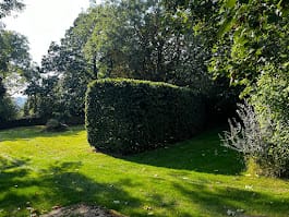 Hedge maintenance service in Kent