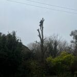 Ash tree removal