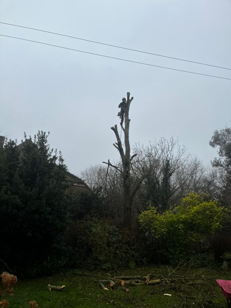 Ash tree removal