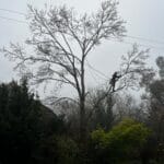 Ash dieback removal