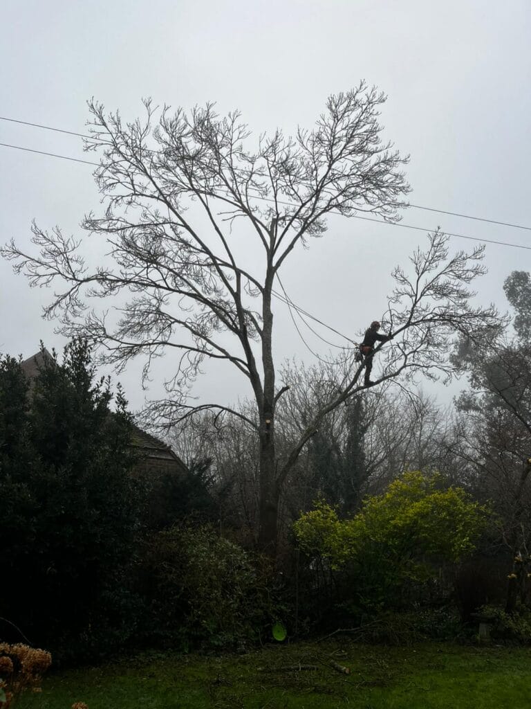 Ash dieback removal