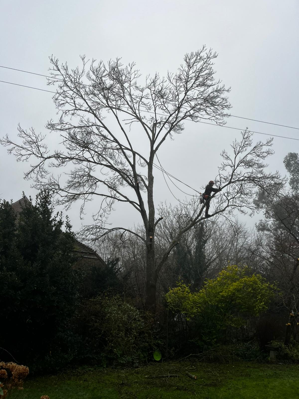 Tree Removal Services