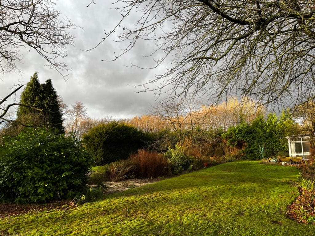 Tree removal in Harrietsham