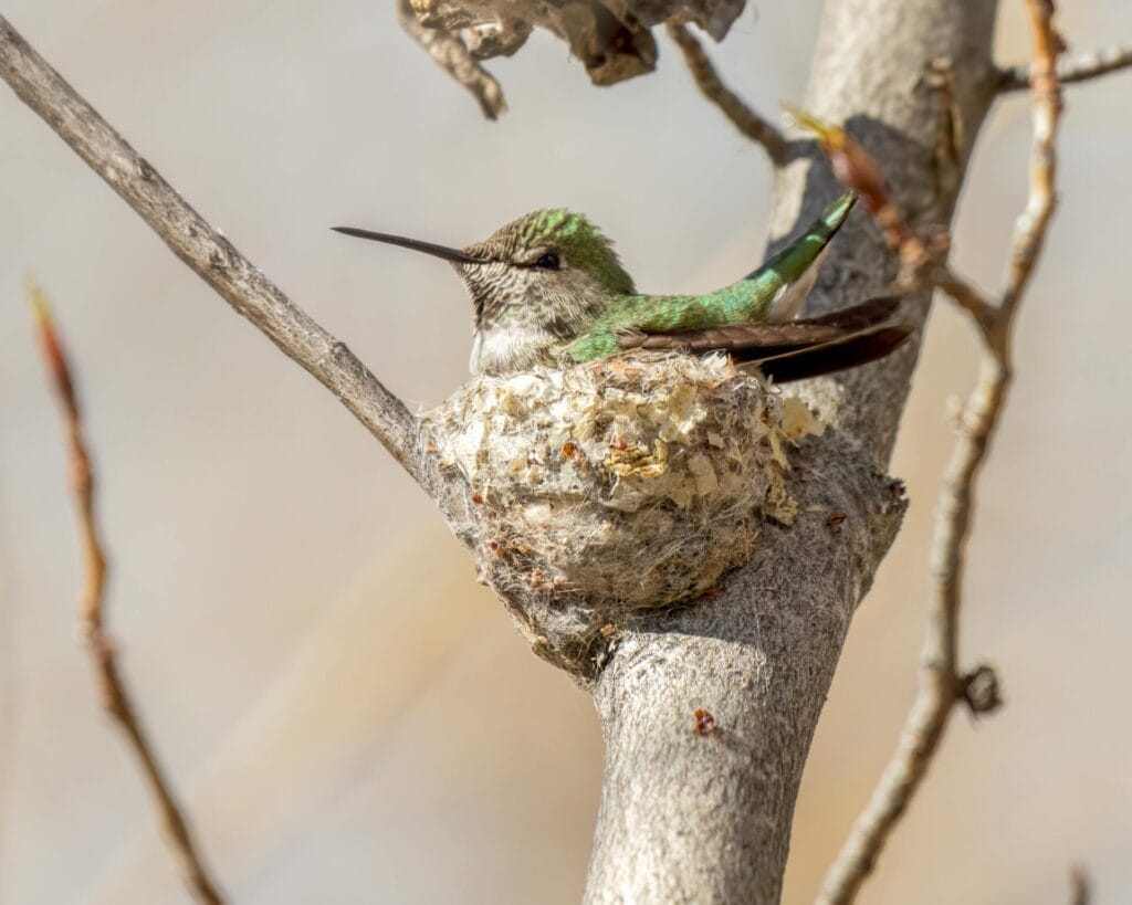 When is bird nesting season