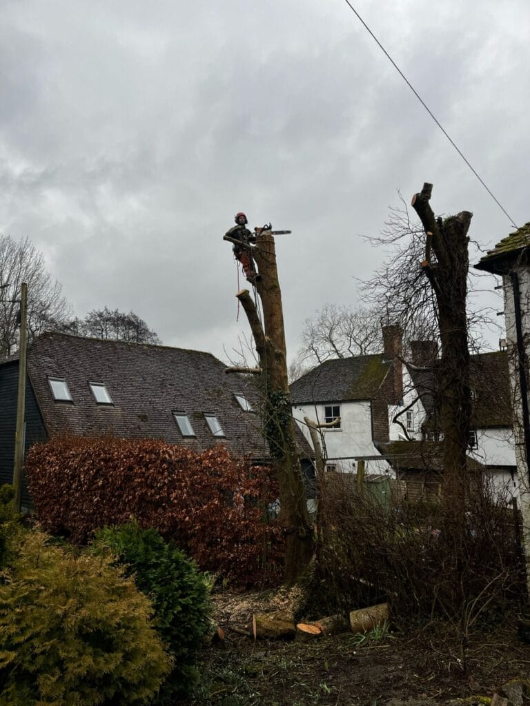 Ash dieback tree removal