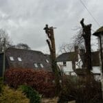 Specialised Ash Tree Removal