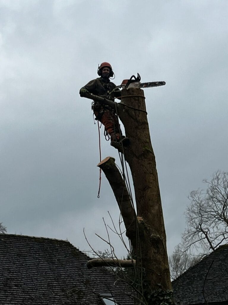 Tree removal Kent