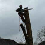 Ash Tree Removal Specialists