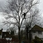 Reliable Tree Service Near Me