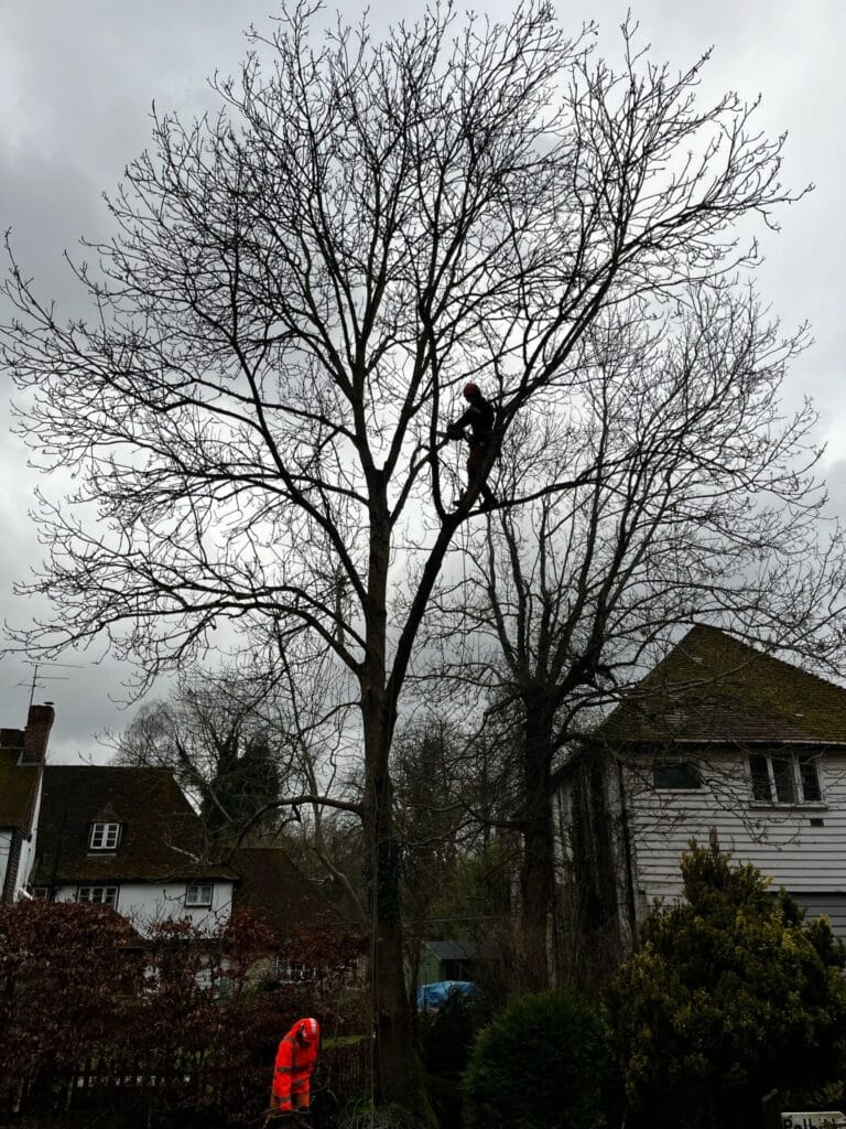 Ash dieback tree removal in Kent