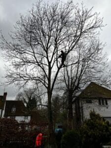 Ash Dieback Tree Removal