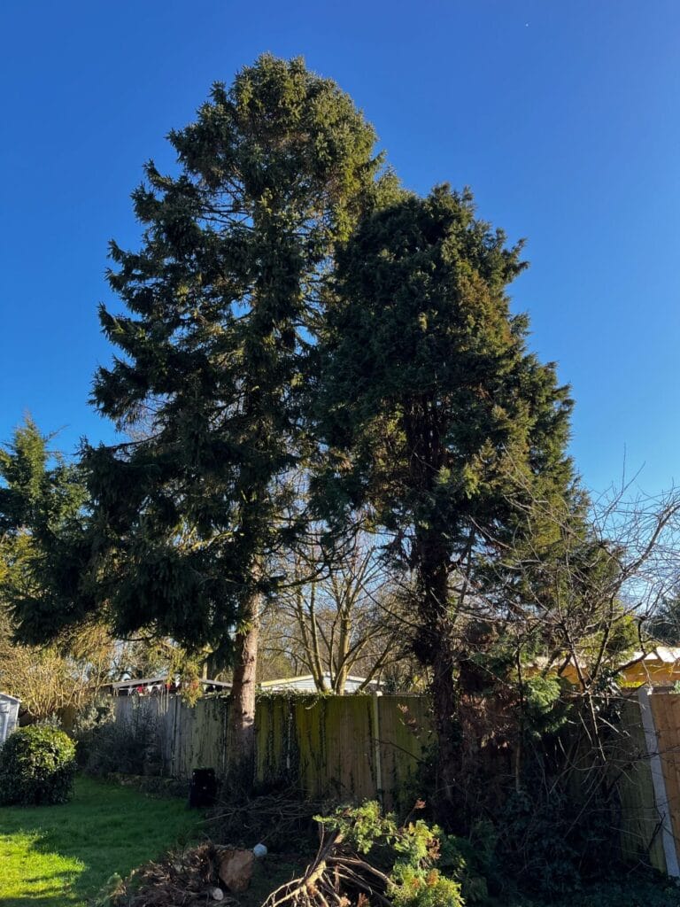 Christmas Tree Removal in Lenham