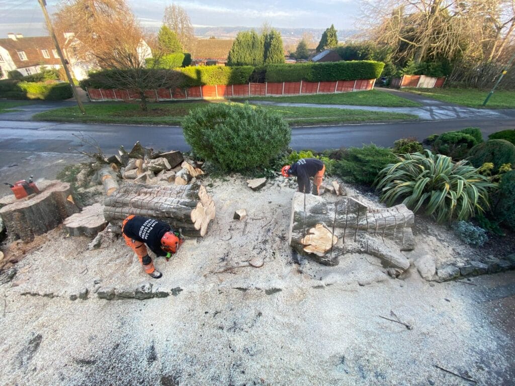 Tree stump removal in Kent