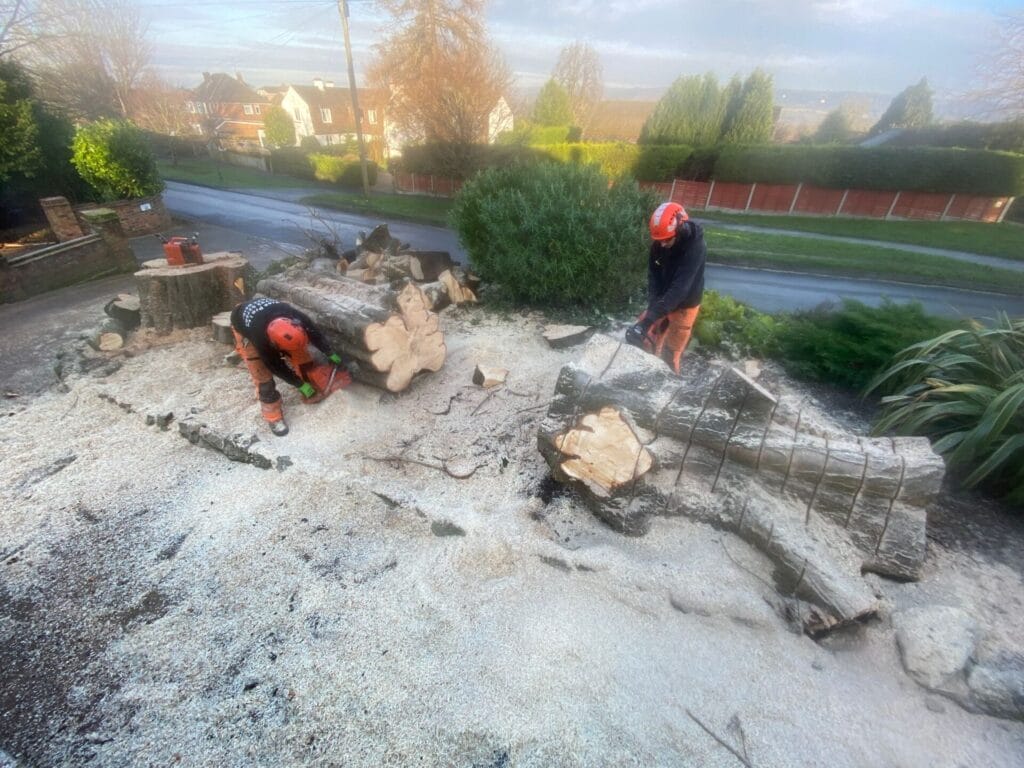 Tree stump removal in Lenham