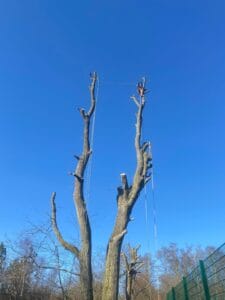 Tree cutting services near me