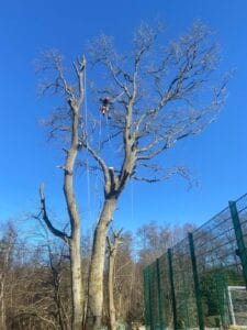 Tree pruning near me