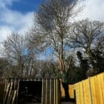 Tree Trimming in Lenham