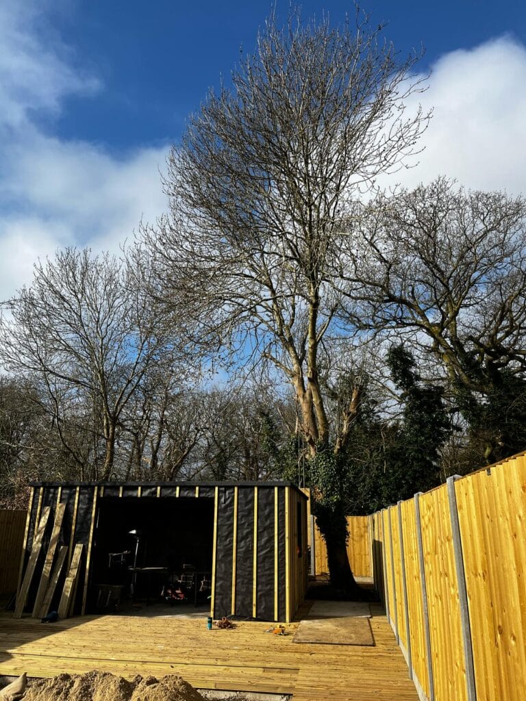Tree Trimming in Lenham