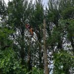 Ash Tree Dismantling Services in Kent