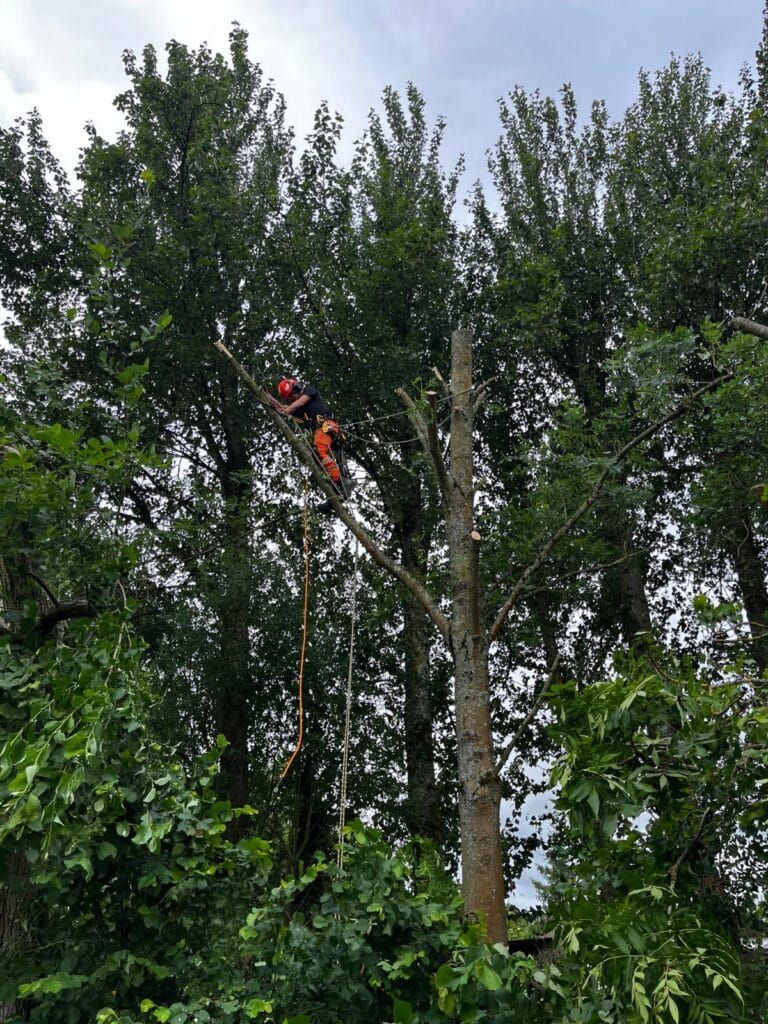 Ash Tree Dismantling Services in Kent