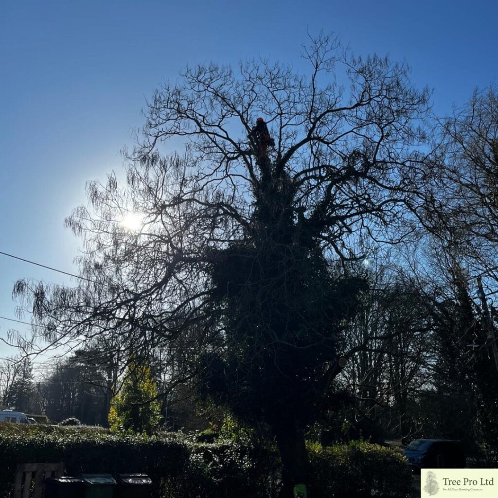 Tree maintenance near me