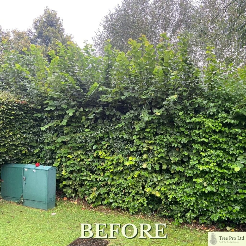 Hedge cutting services in Ashford