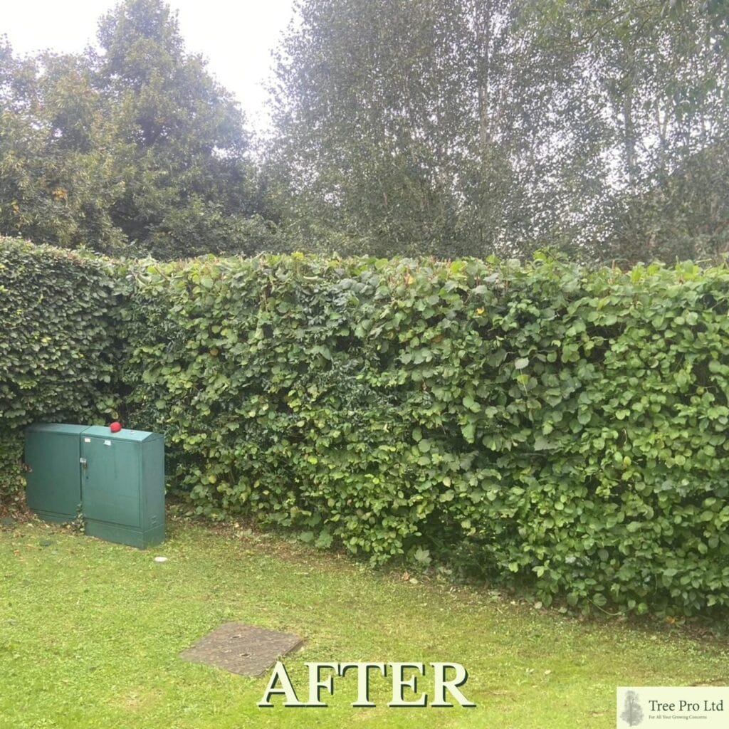Hedge cutting services