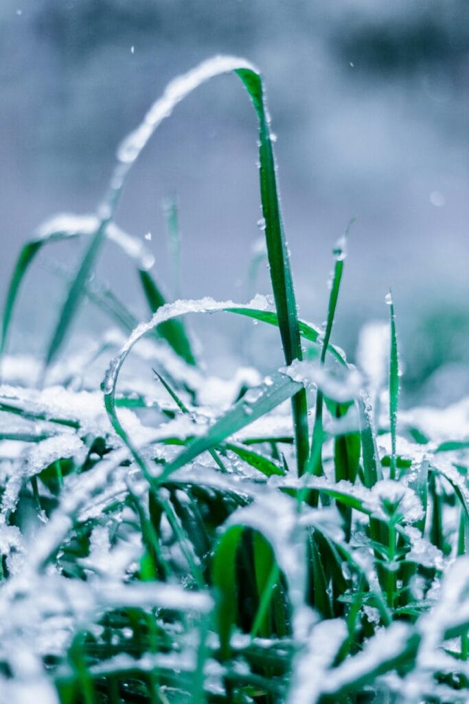 How to prepare your garden for winter