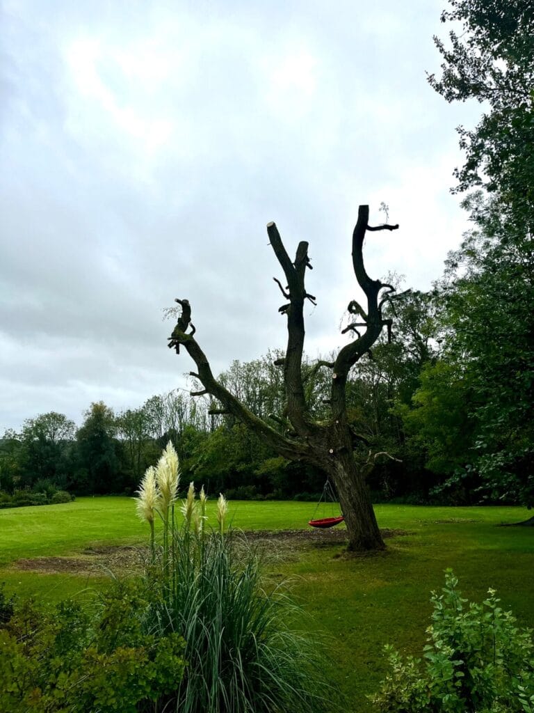 Local Tree Pruning In Lenham