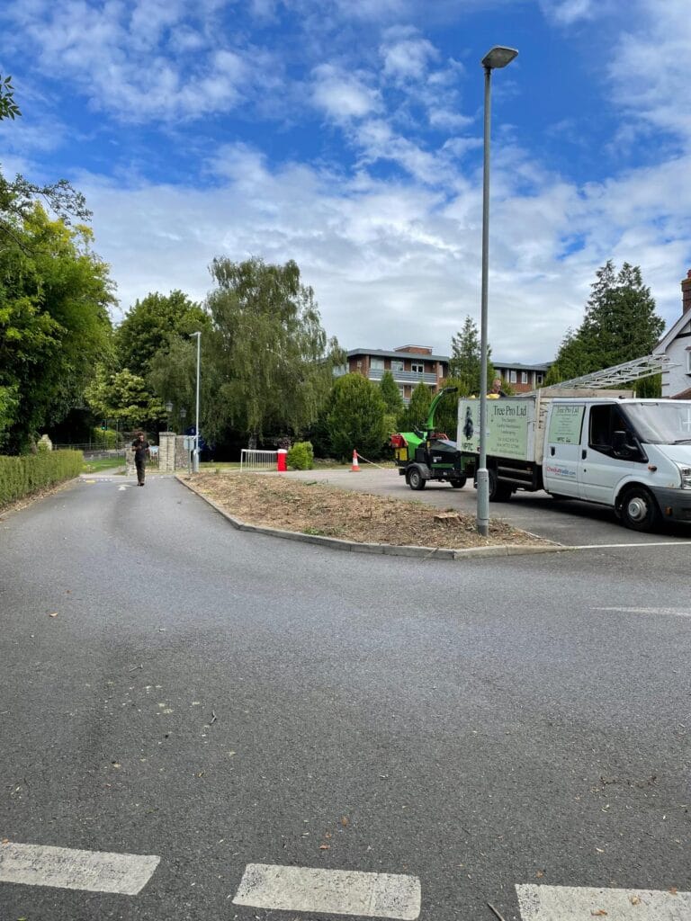 Tree and stump removal in Kent