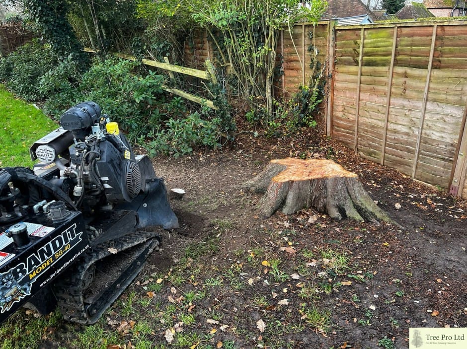 Tree stump removal in Maidstone