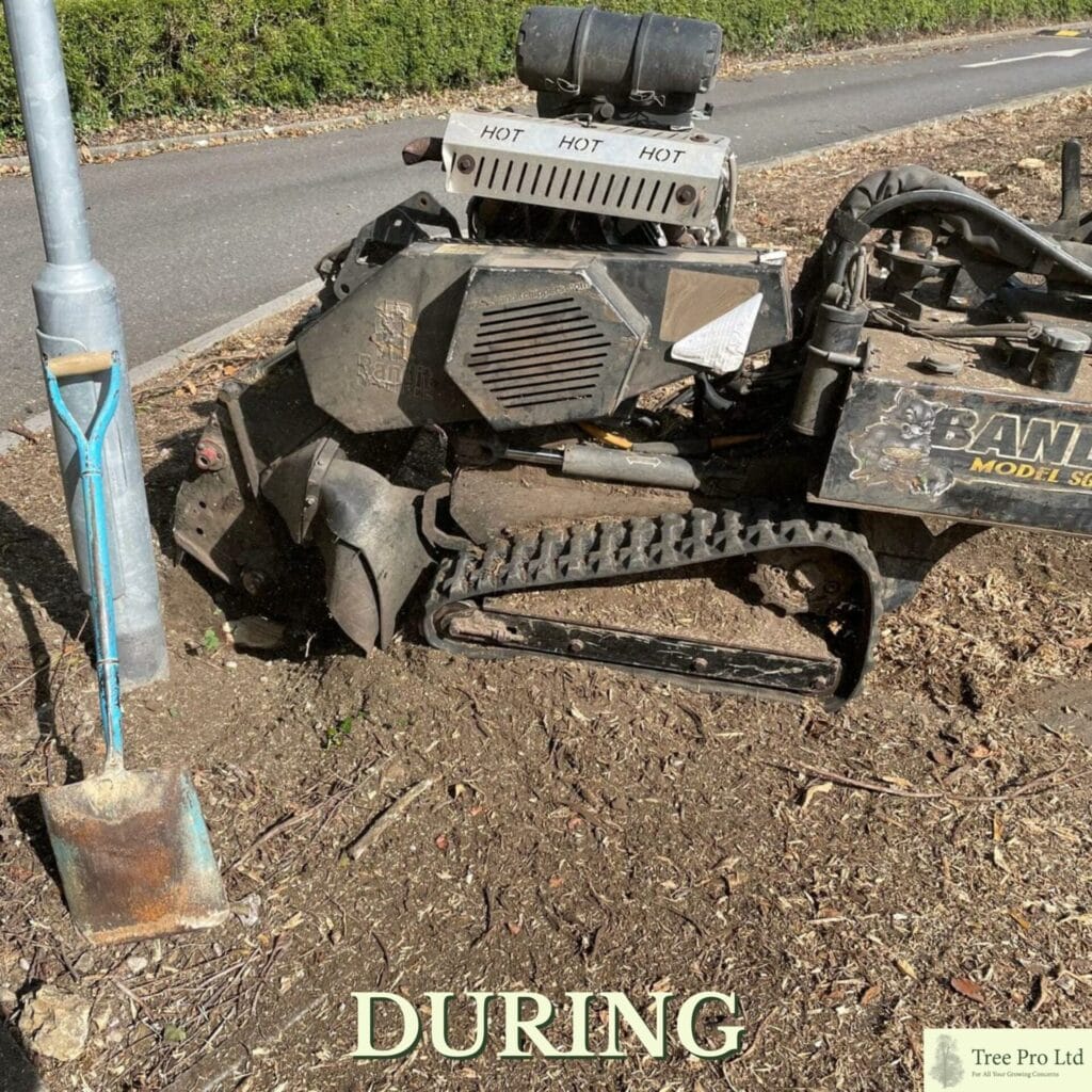 Tree stump removal Kent