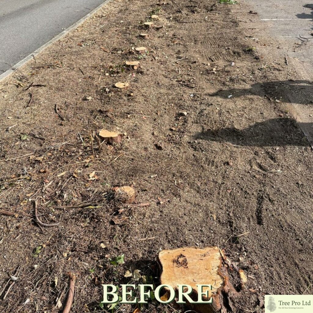 Tree stump removal in Ashford