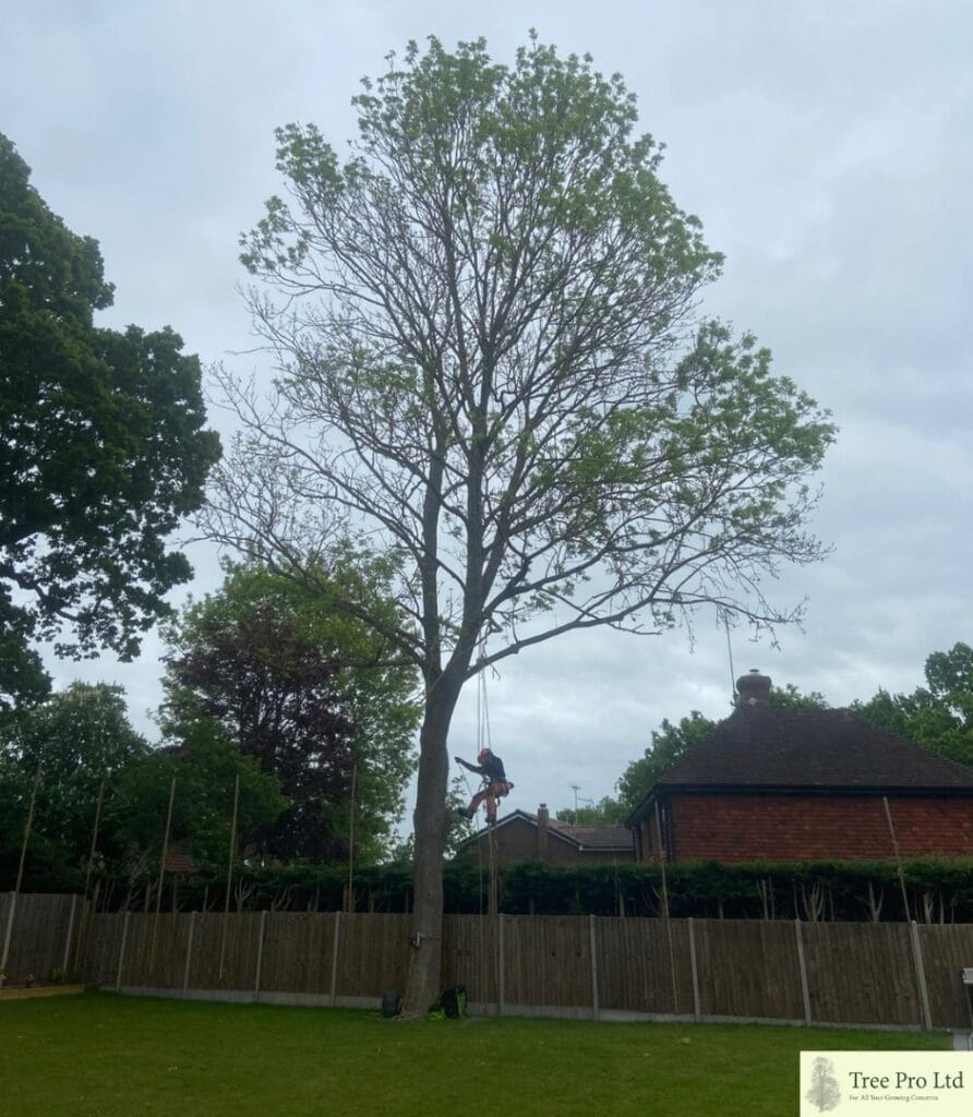 Ash tree pollard Kent