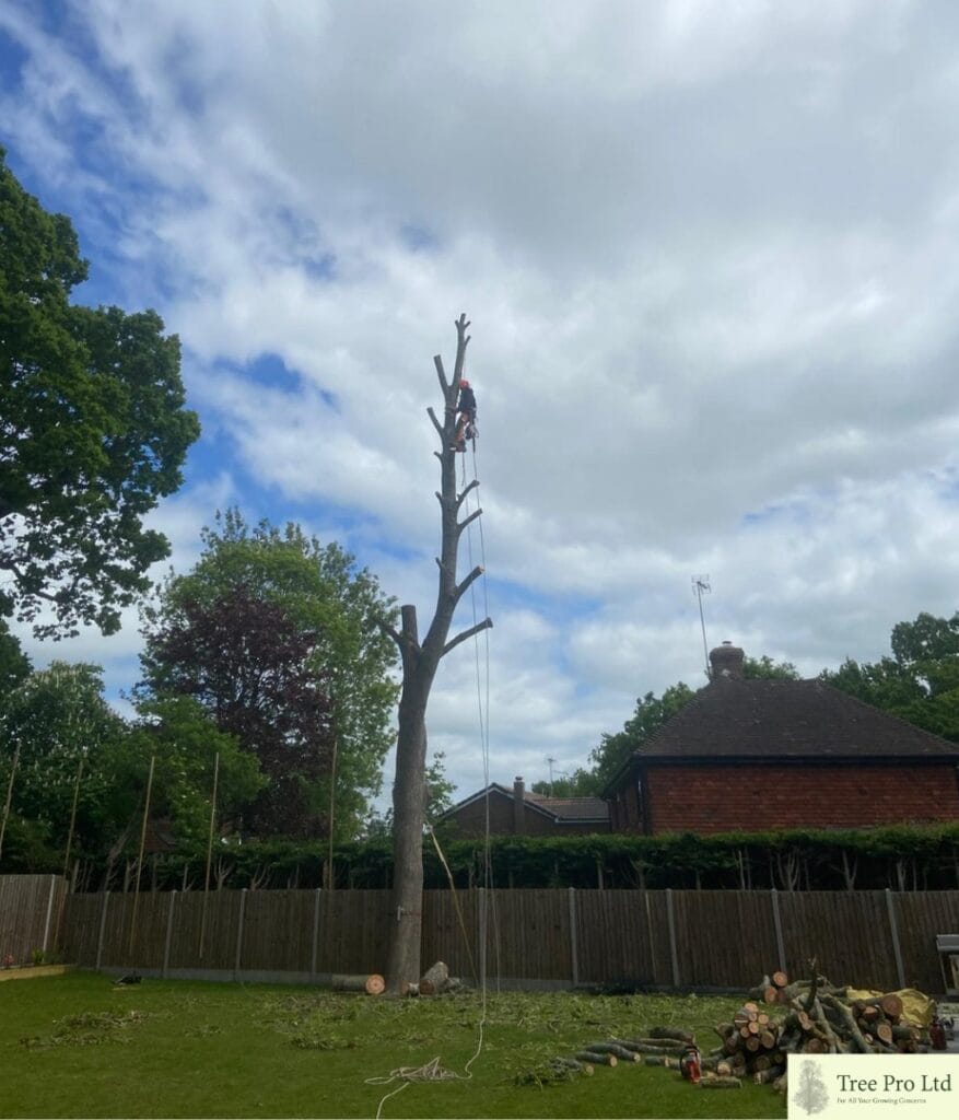 Ash tree pollard