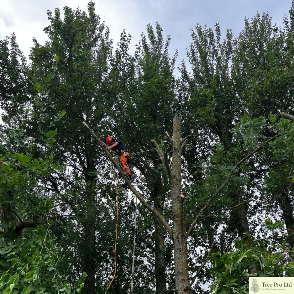 Ash tree removal in Lenham