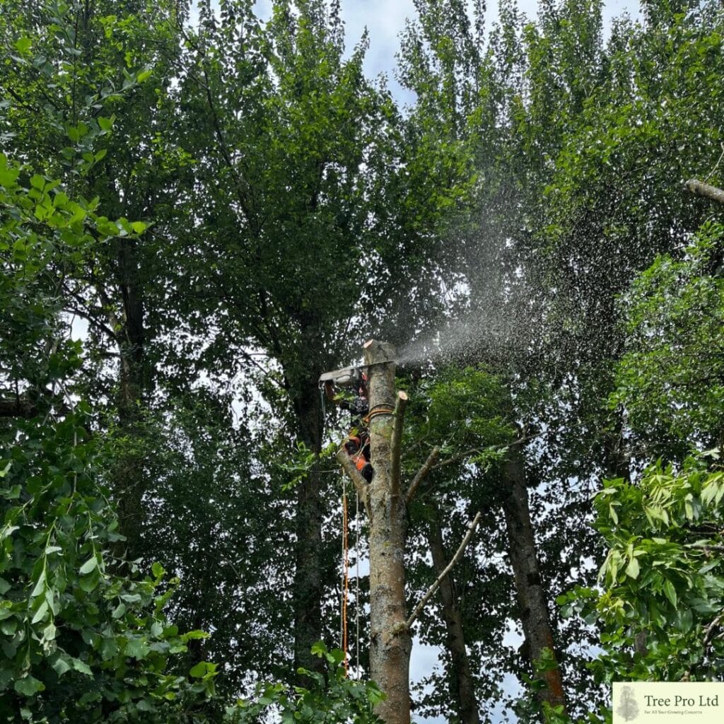 Ash tree removal in Lenham