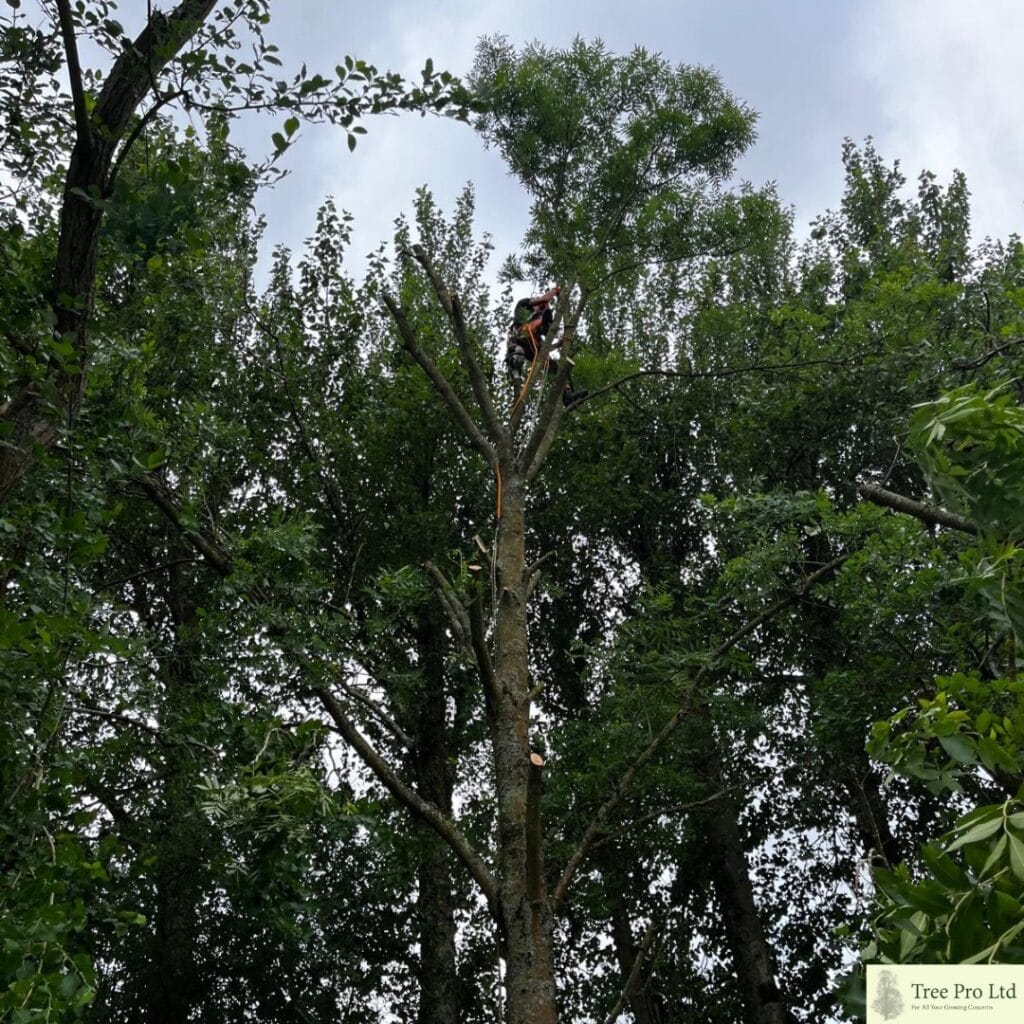 Ash tree removal 