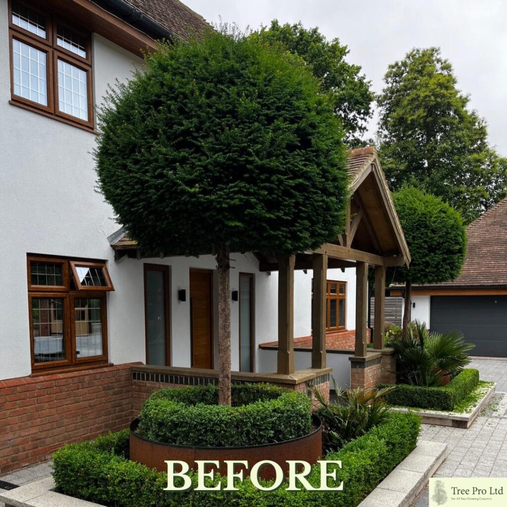 Hedge Cutting in Staplehurst