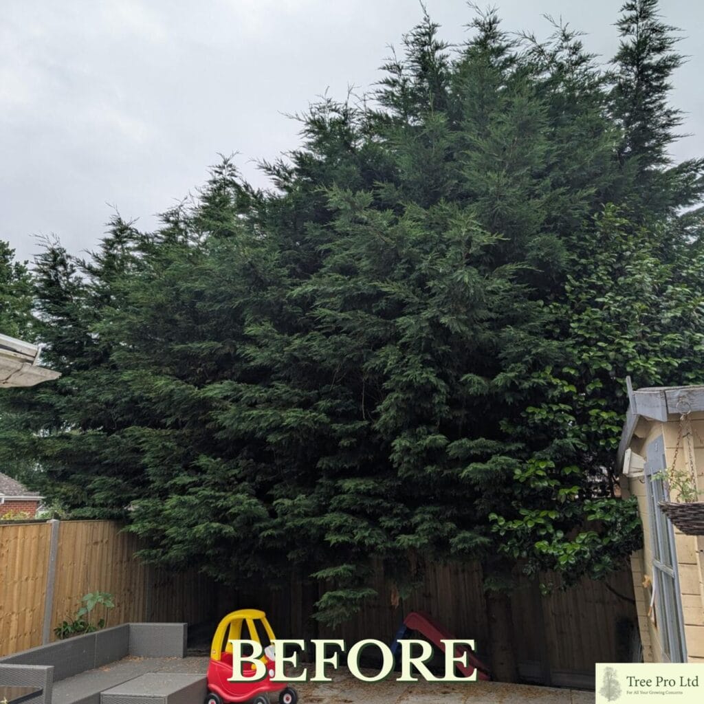 Tree trimming