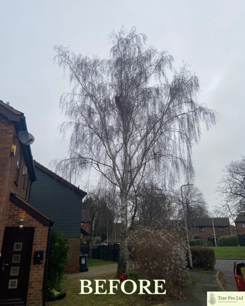 What is the best time of year to prune trees?
