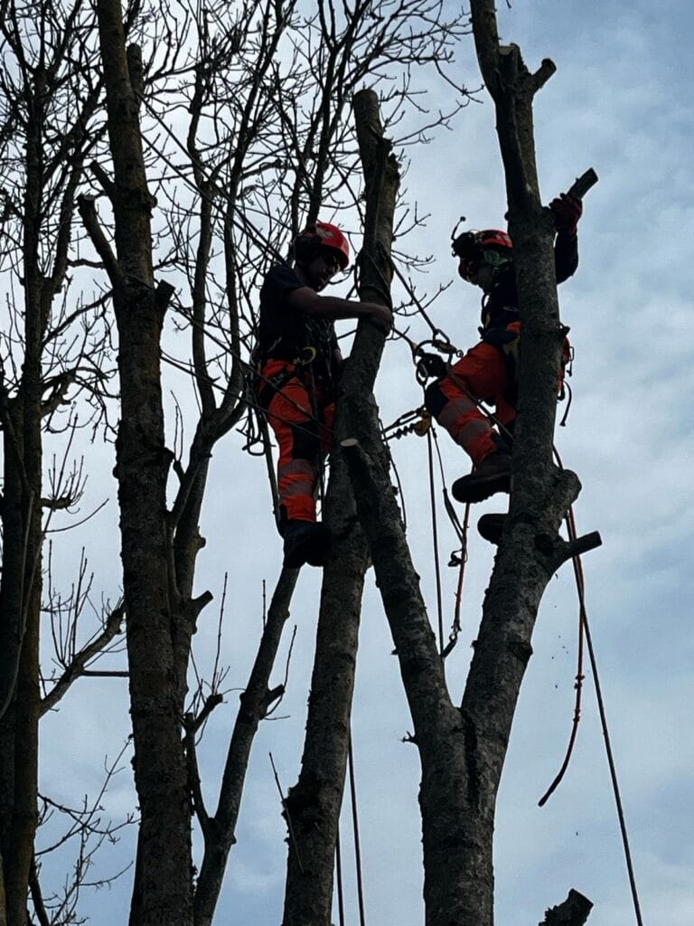 Tree removal company near me