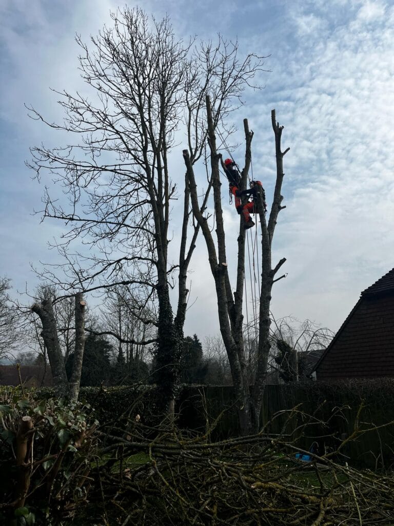 Tree maintenance near me
